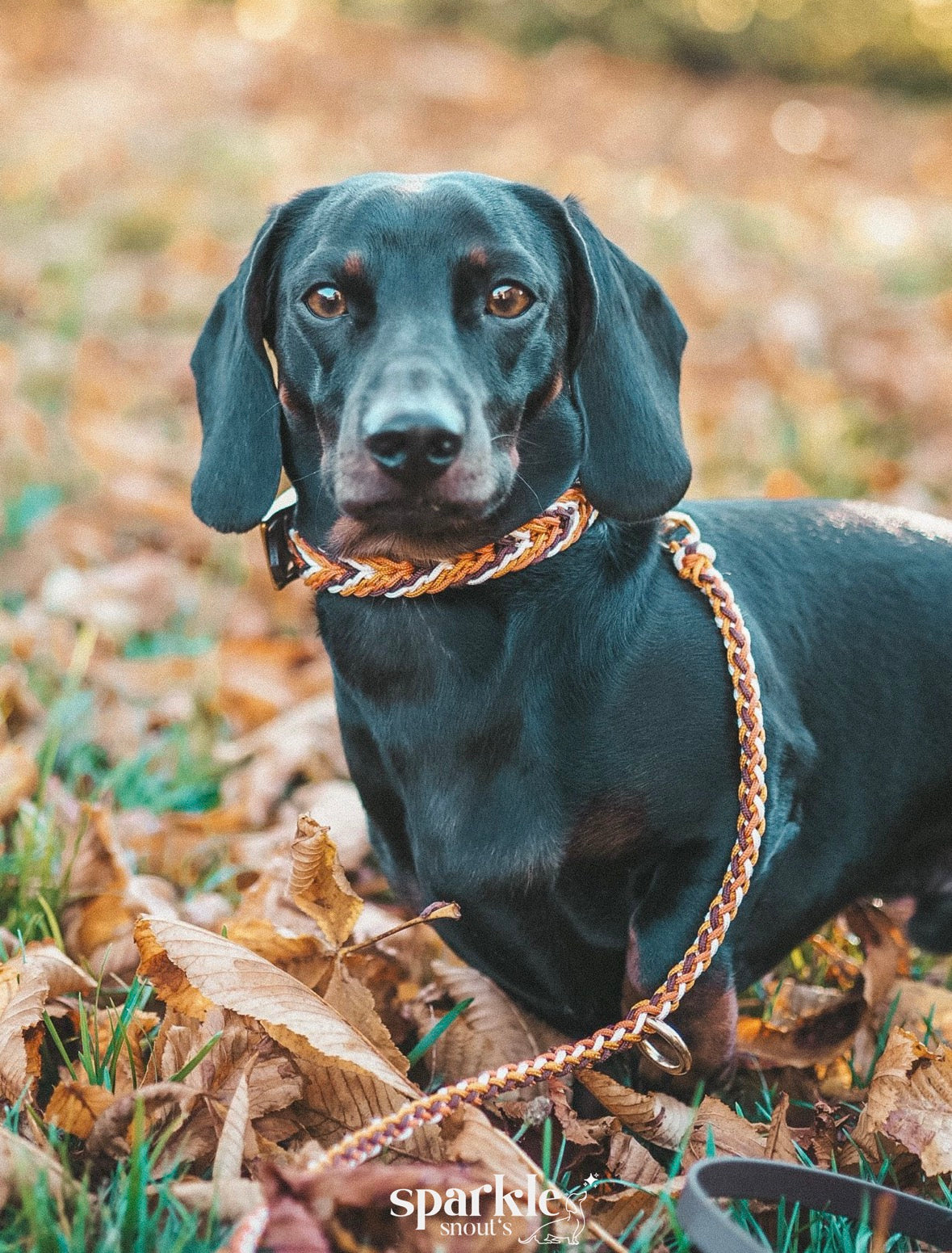 Leine ABISKO - Paracord x Biothane