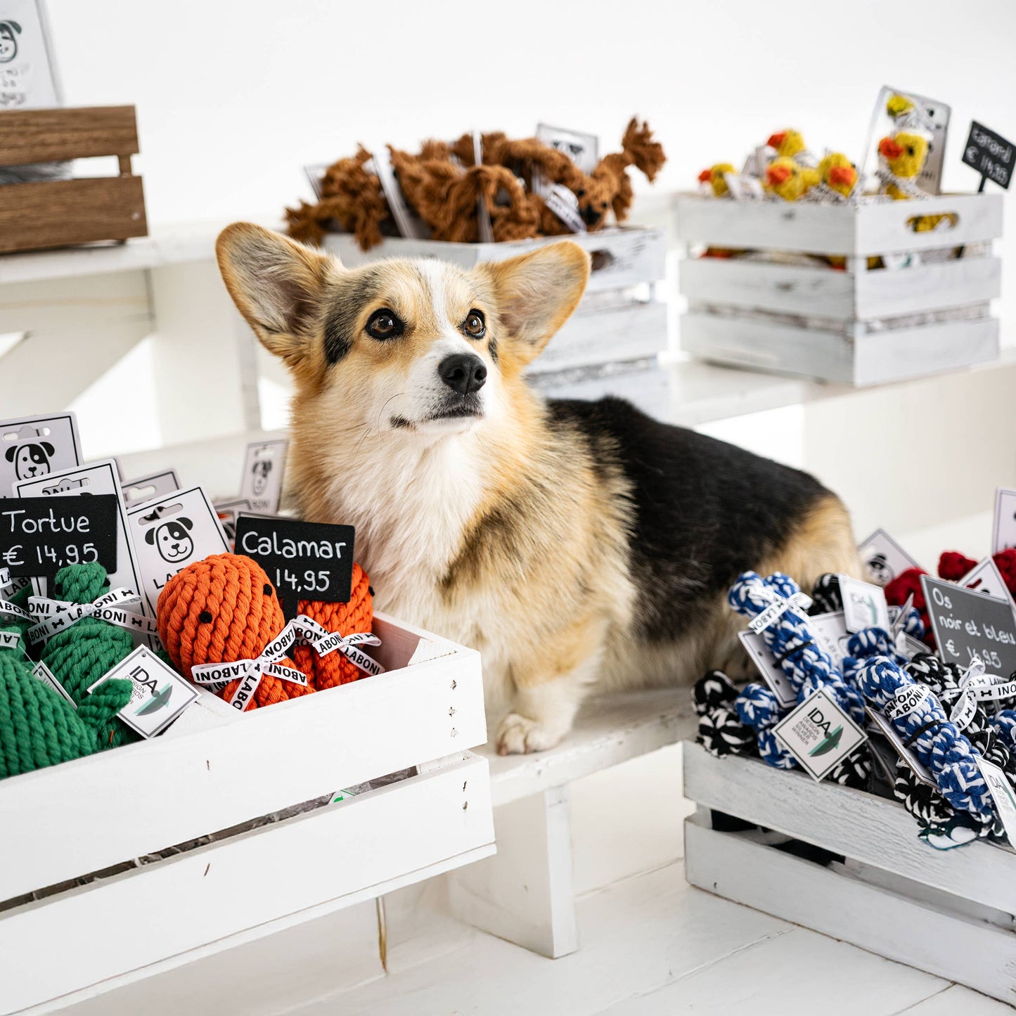 Tintenfisch ‘Thaddäus’